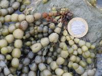 Albums/20060200-New Zealand 2006/20060318-Kaikiura/7